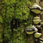 Am Weltnaturerbe Grumsin Ziehten