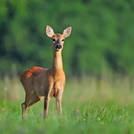 Am Weltnaturerbe Grumsin Apartment Ziehten