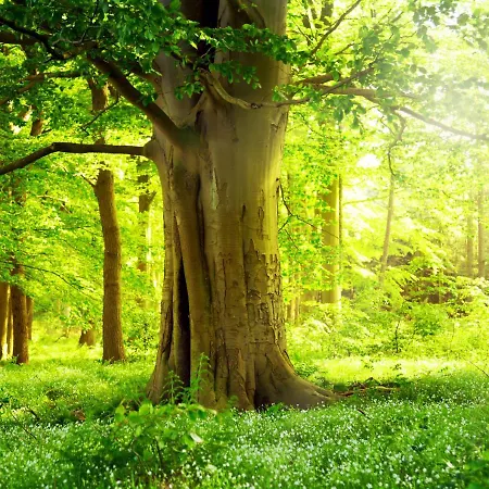 Am Weltnaturerbe Grumsin * Ziehten