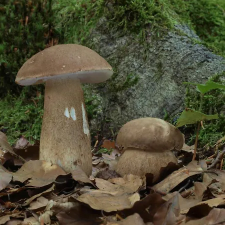 Am Weltnaturerbe Grumsin Διαμέρισμα Ziehten