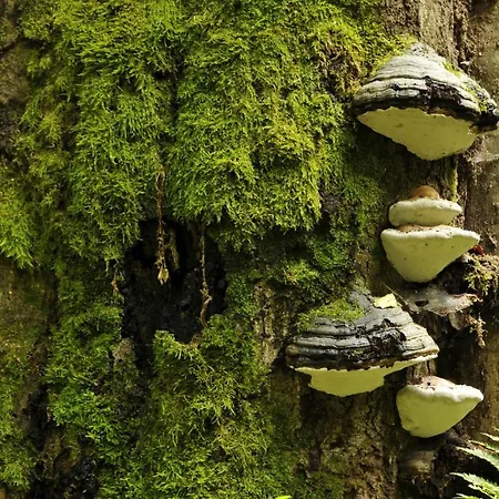Am Weltnaturerbe Grumsin Ziehten