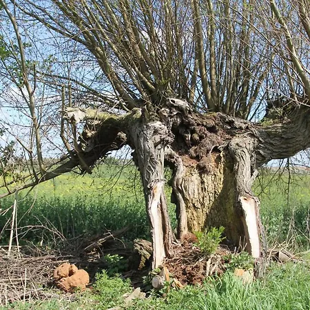 شقة Am Weltnaturerbe Grumsin