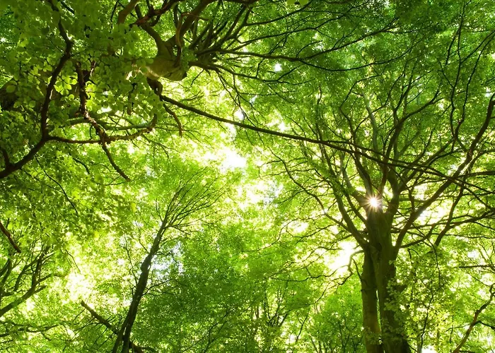 Daire Am Weltnaturerbe Grumsin