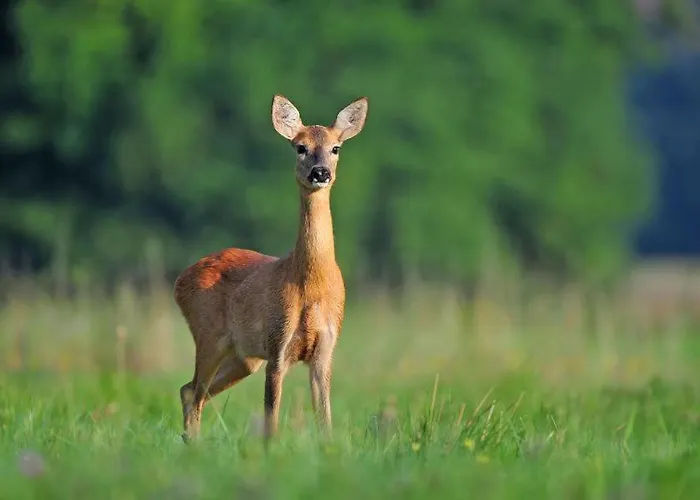 Am Weltnaturerbe Grumsin Daire Ziehten
