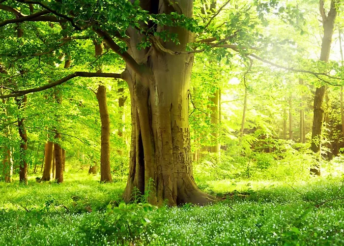 Am Weltnaturerbe Grumsin * Ziehten