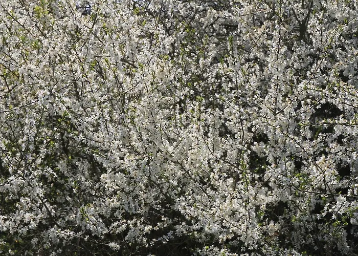 Am Weltnaturerbe Grumsin 아파트 Ziehten