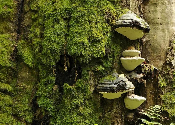 Am Weltnaturerbe Grumsin Ziehten