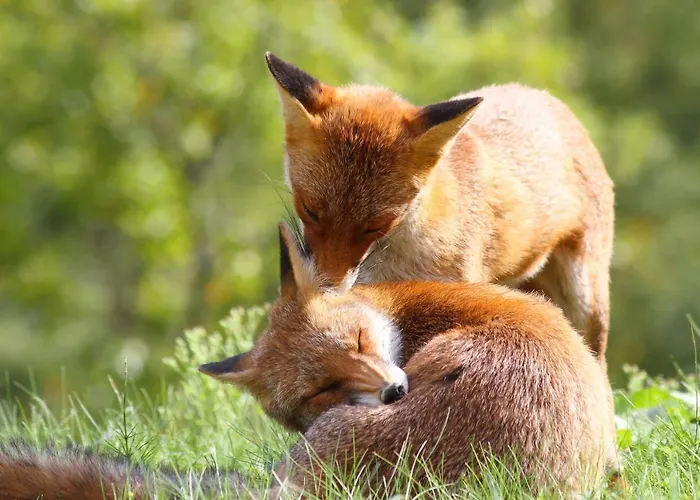 Daire Am Weltnaturerbe Grumsin Ziehten
