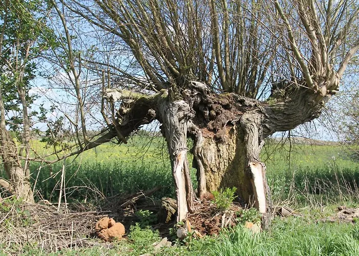 아파트 Am Weltnaturerbe Grumsin